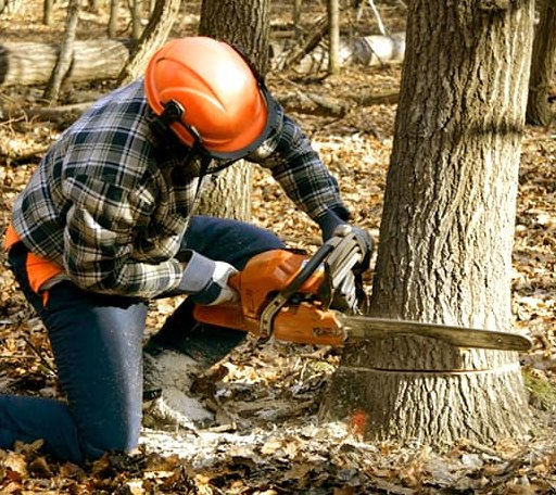 Tree Removal in Encinal, TX